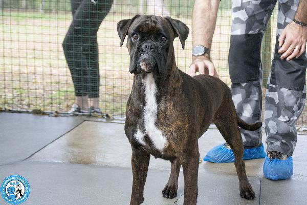 MAYA, boxer comprata per fare scena, ora cerca solo amore vero.. Foto 3